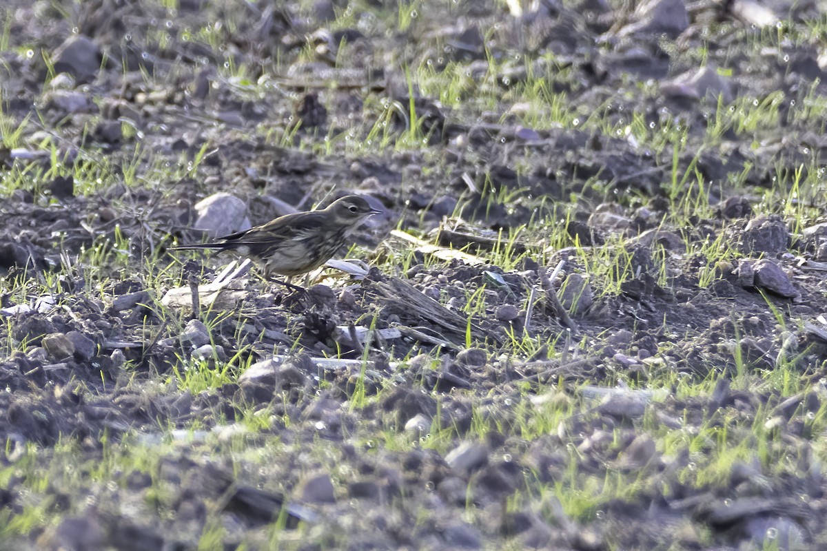 American Pipit - ML387821881