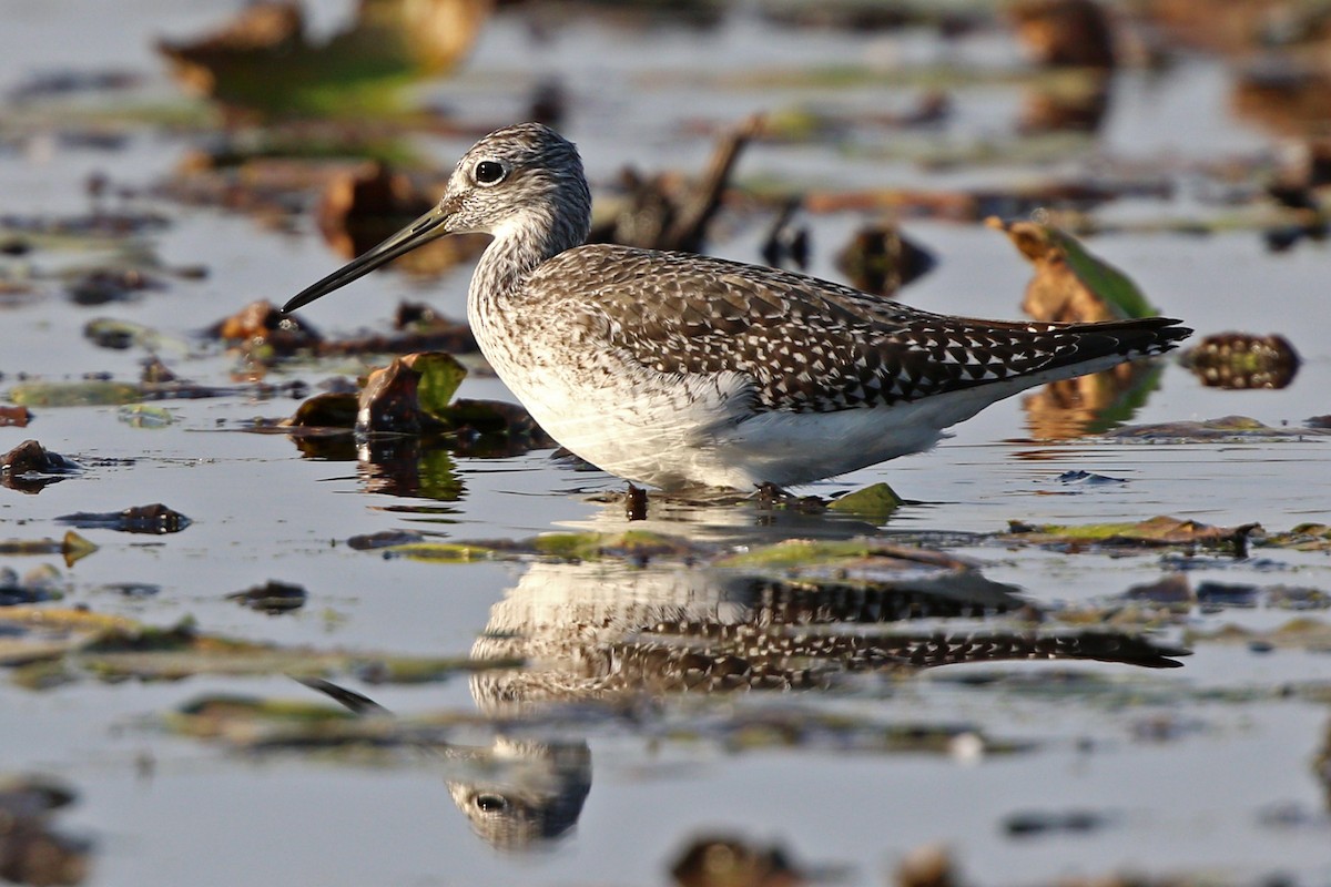 Lesser/Greater Yellowlegs - Chris Goodyear