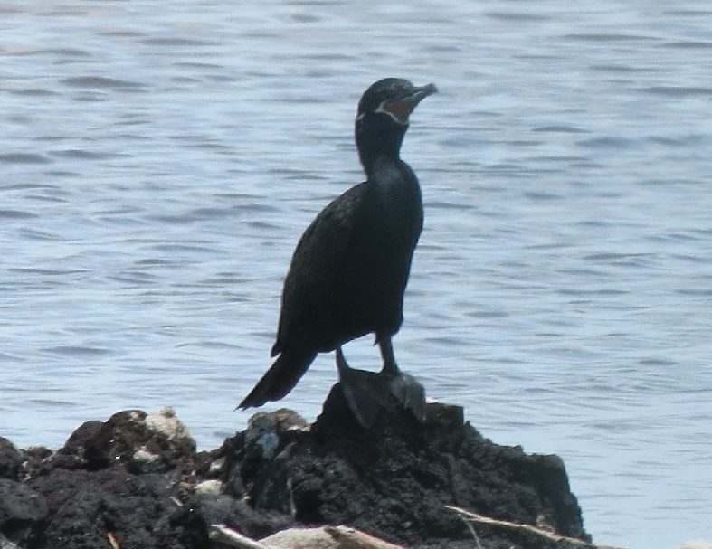 Neotropic Cormorant - Bill Pranty