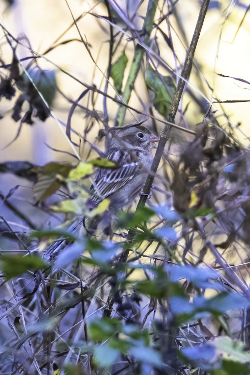 Field Sparrow - ML387822981