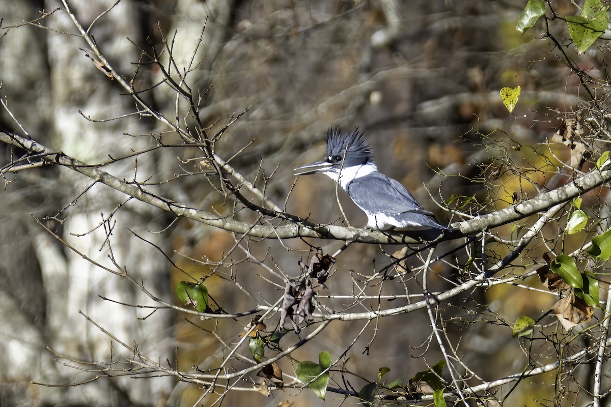 Belted Kingfisher - ML387823121