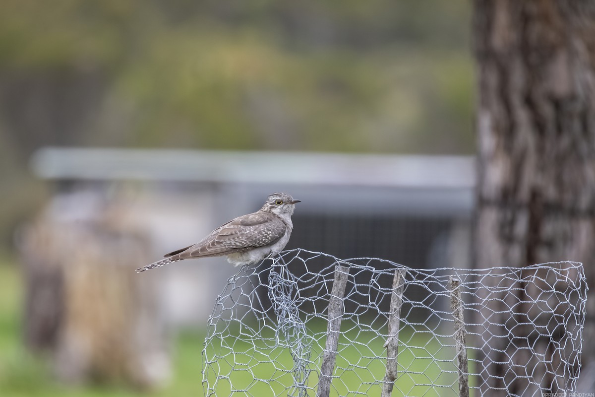 Pallid Cuckoo - ML387823911