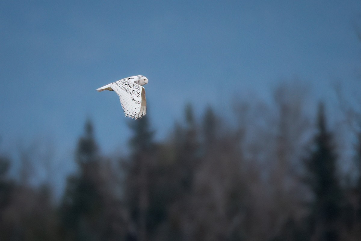 Snowy Owl - ML387824451