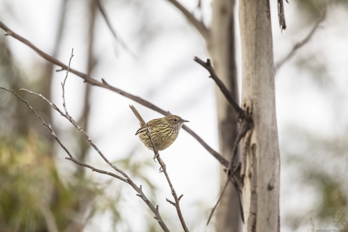 Striated Fieldwren - Pradeep Pandiyan