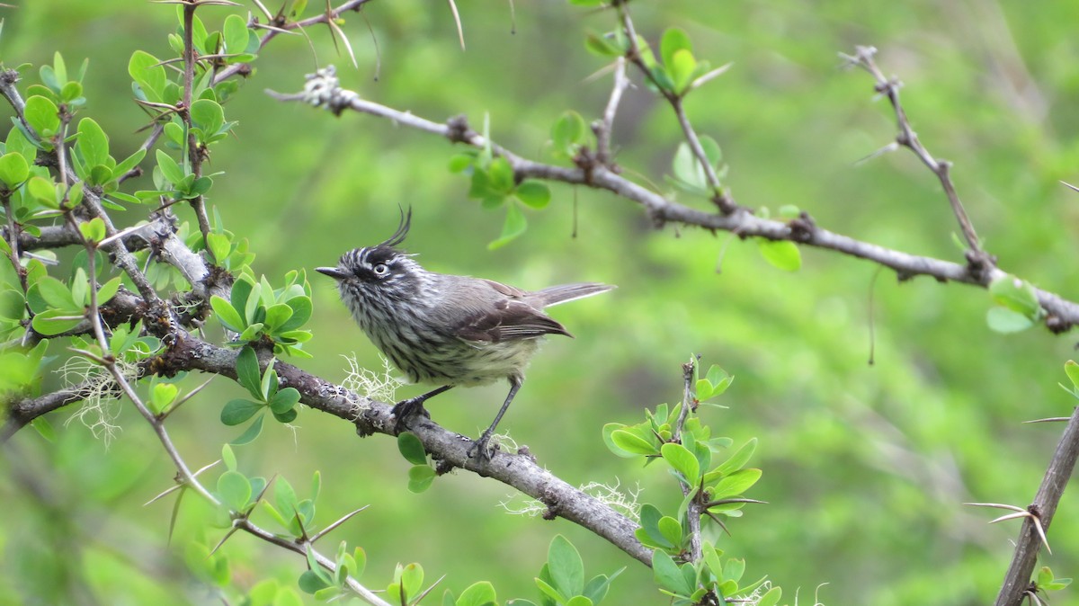 Tufted Tit-Tyrant - ML387825241