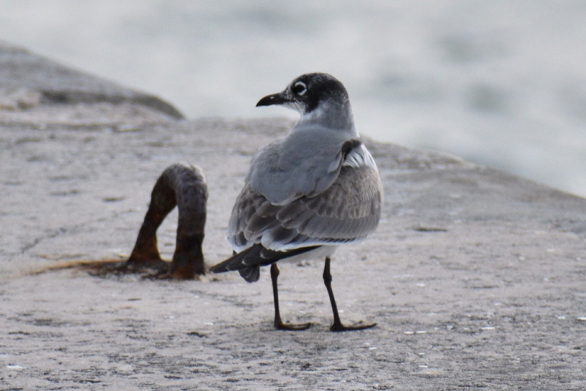 Franklin's Gull - Miguel  Mejias