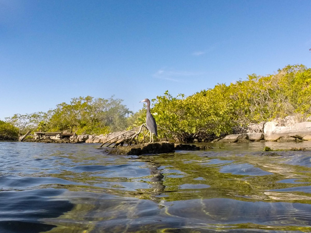 Little Blue Heron - ML387827671