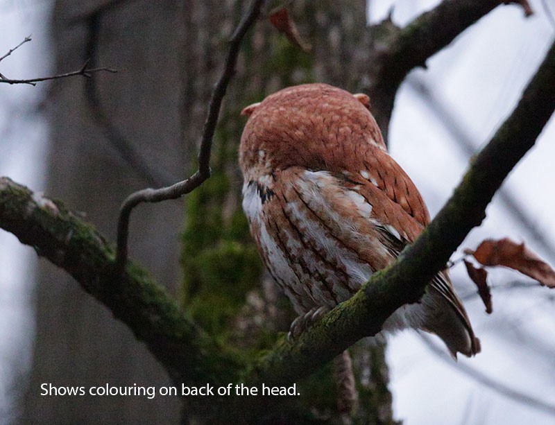 Eastern Screech-Owl - ML387827761