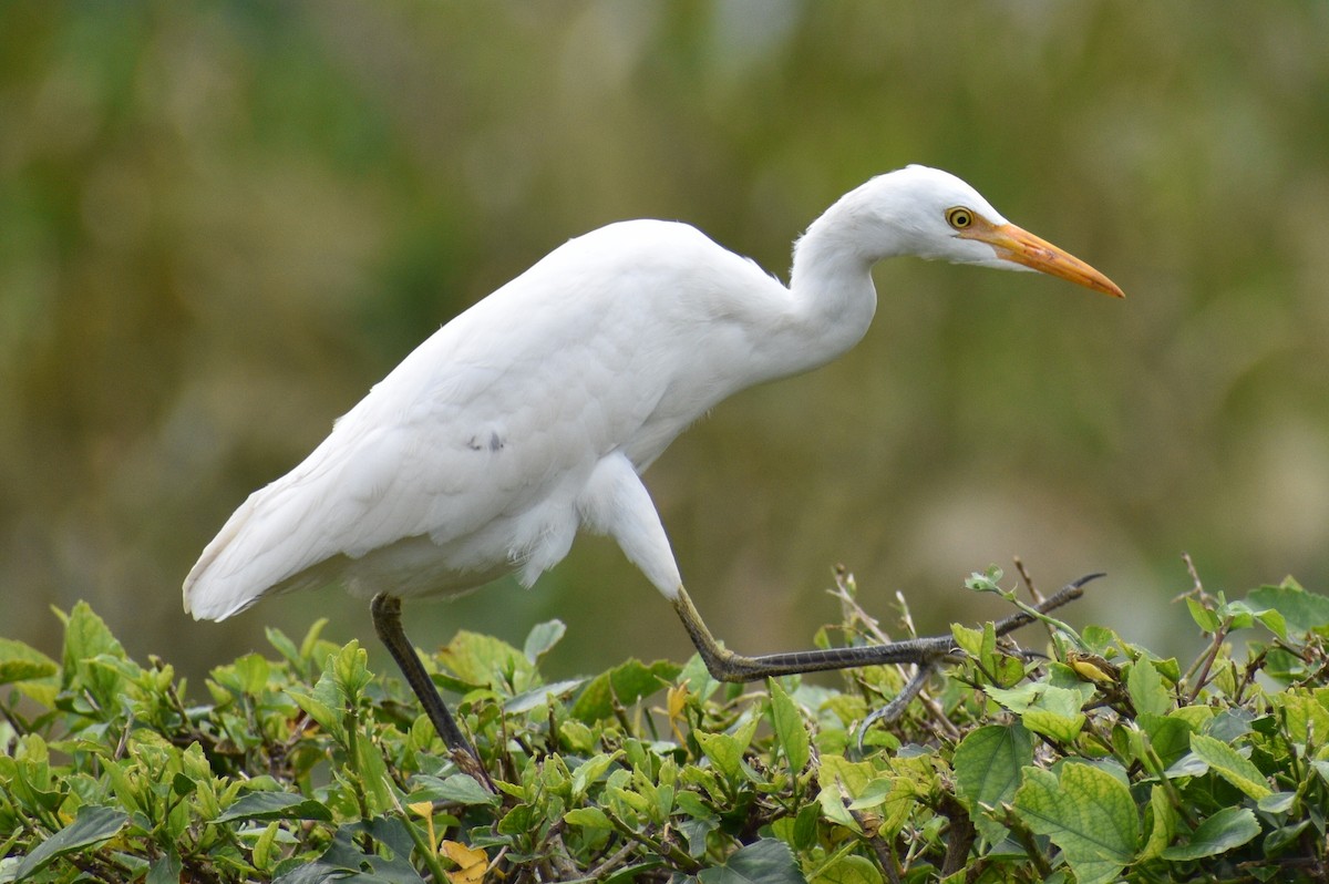 Western Cattle Egret - Miguel  Mejias