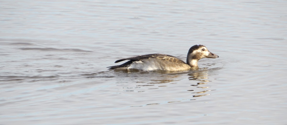 Long-tailed Duck - ML387829751