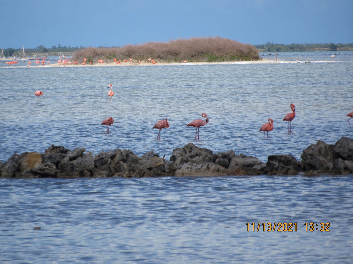 Amerika Flamingosu - ML387830031