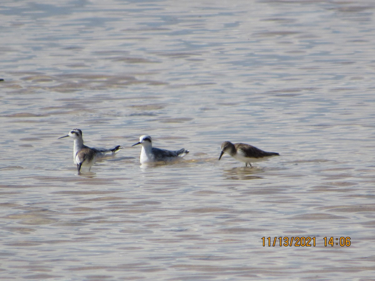 Red-necked Phalarope - ML387831081