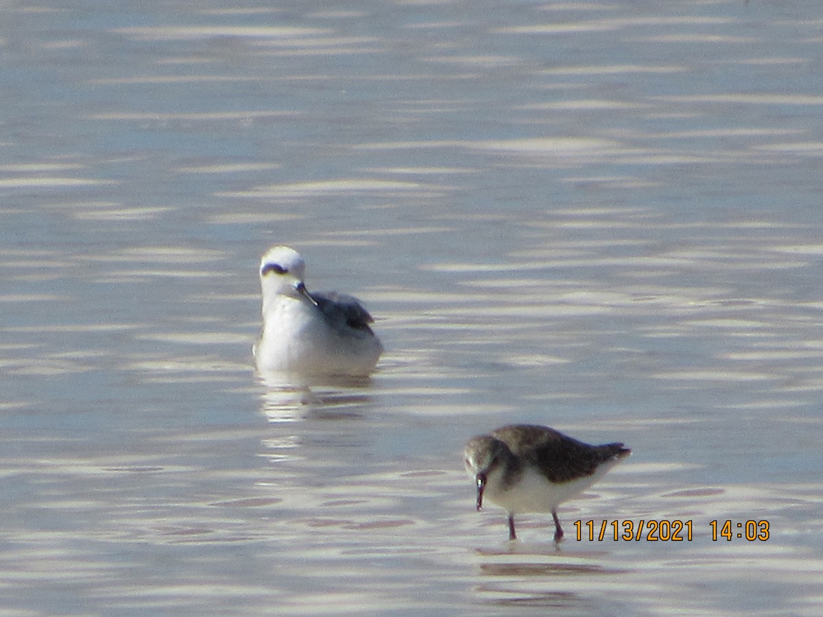 Phalarope à bec étroit - ML387831191