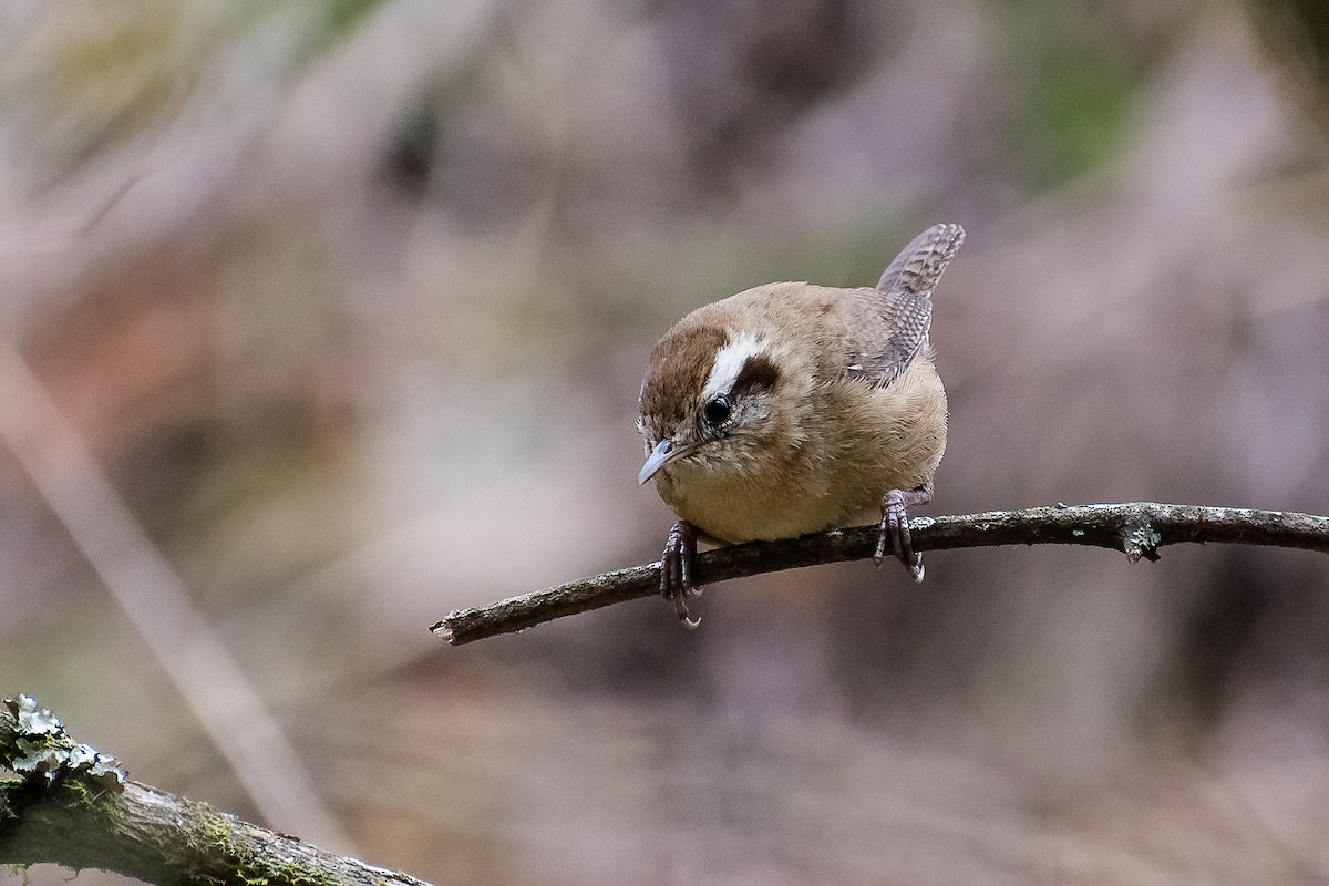 Mountain Wren - Danilo Druetto