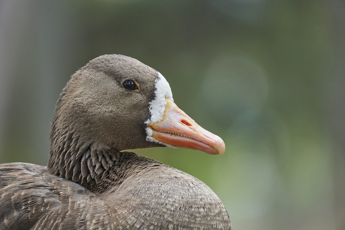 Greater White-fronted Goose - Alex Eisengart