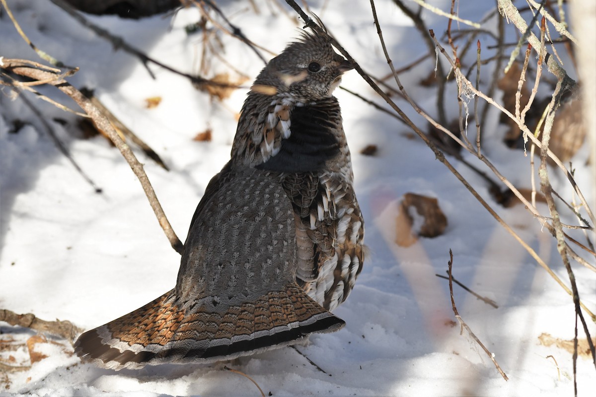 Ruffed Grouse - Timothy Piranian