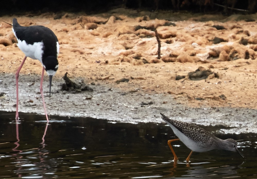 gulbeinsnipe - ML38783201