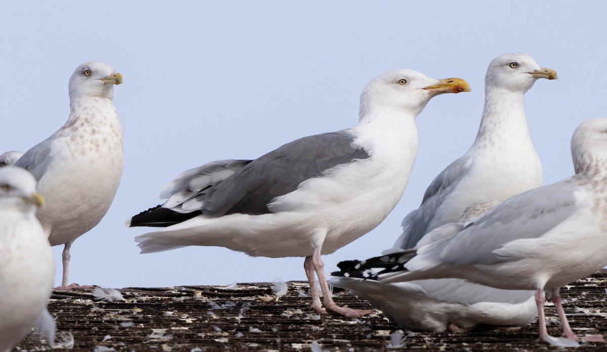 American Herring x Great Black-backed Gull (hybrid) - ML387833241
