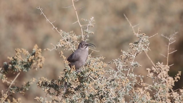 Cuitlacoche Culirrojo - ML387833711