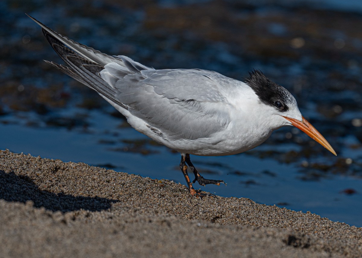 Elegant Tern - Lynzie Flynn