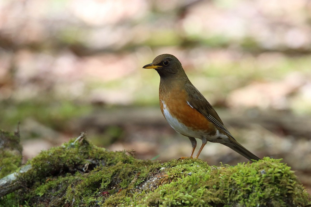 Brown-headed Thrush - Saku Saku