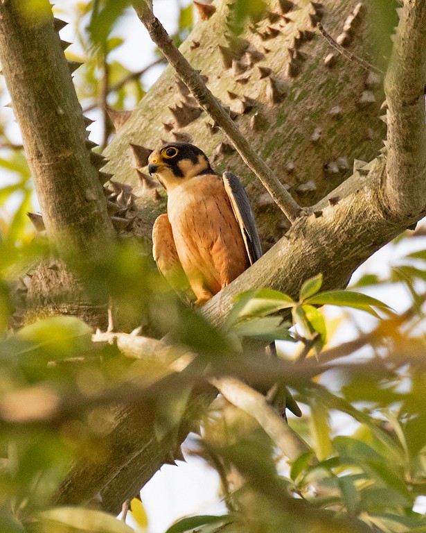 African Hobby - Peter Candido