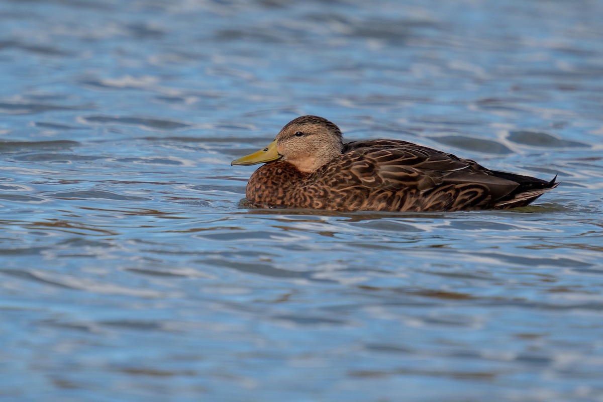 Mexican Duck - ML387840501