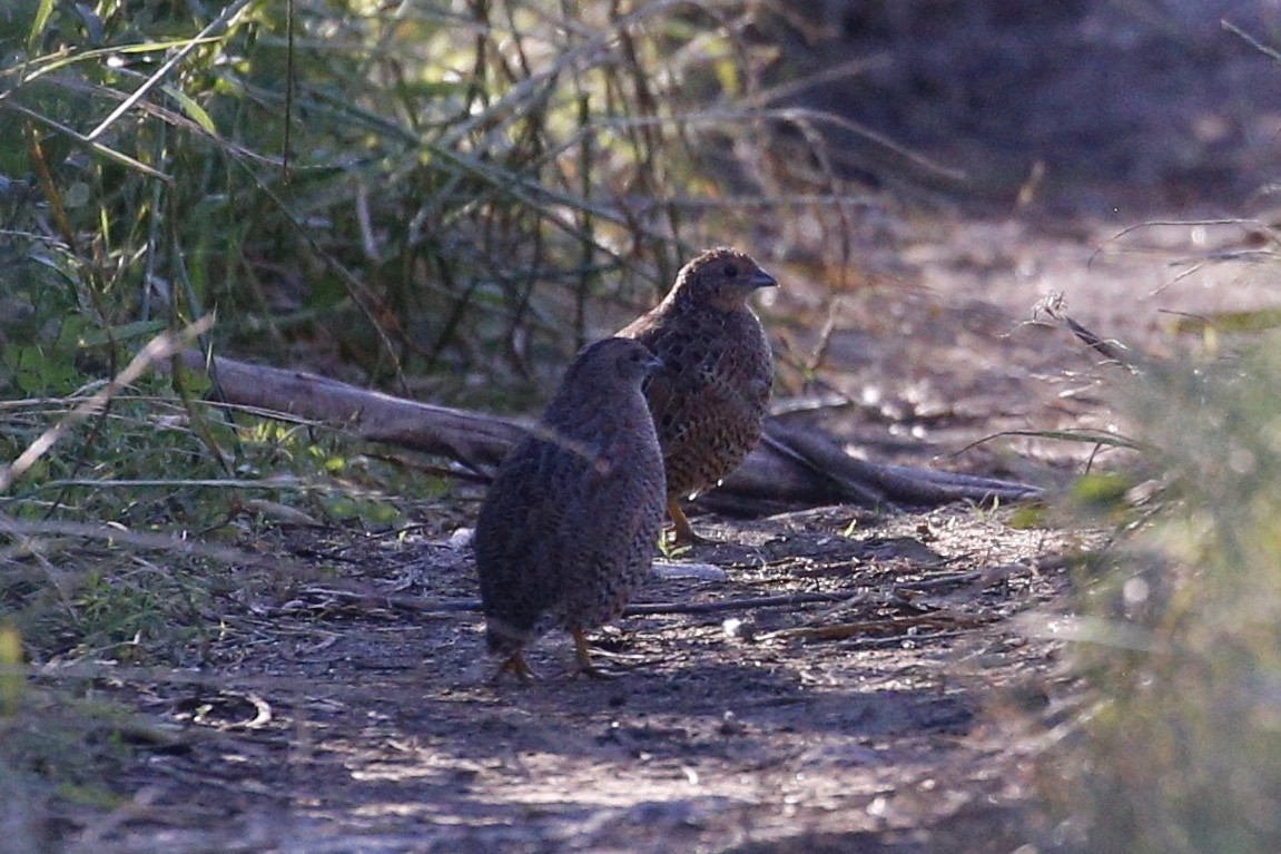 Brown Quail - ML387840711