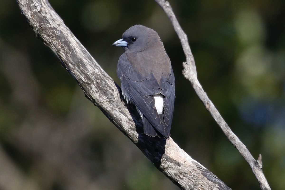 White-breasted Woodswallow - ML387841031