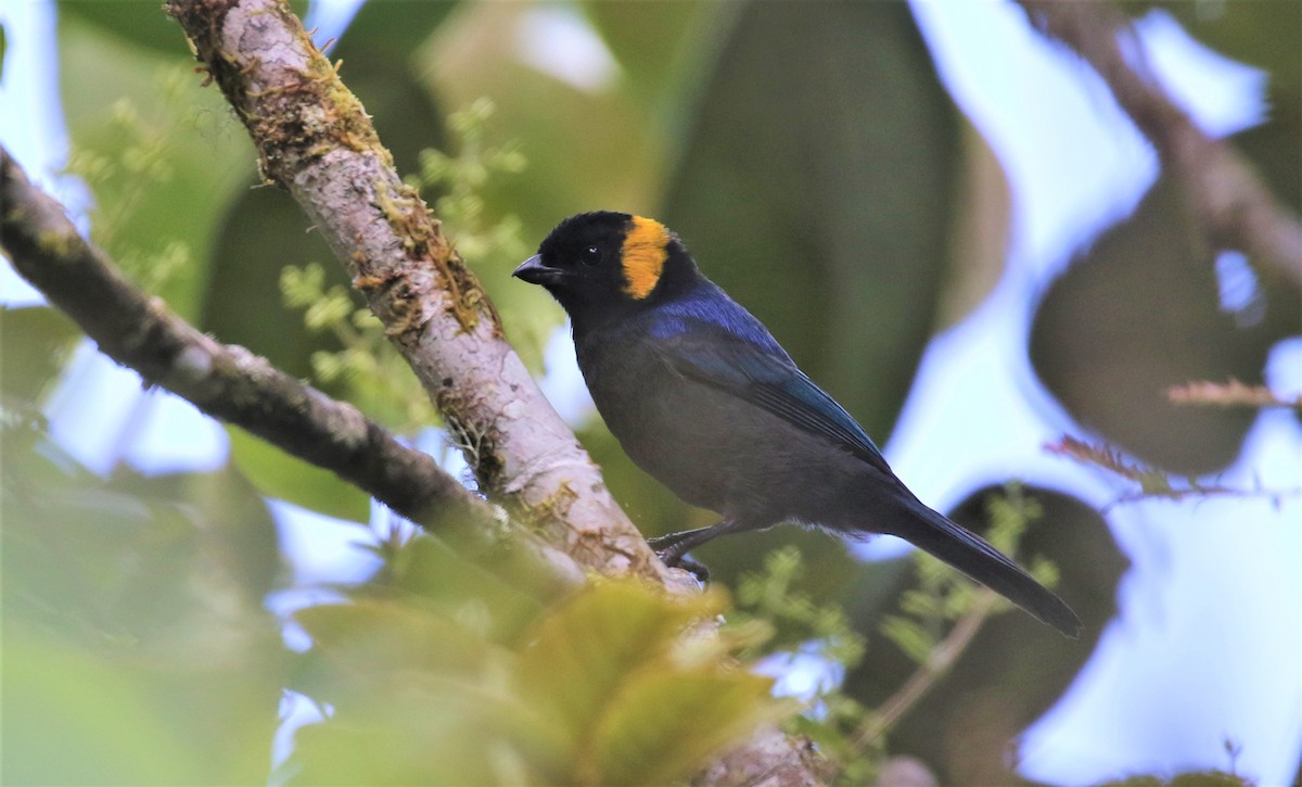 Yellow-scarfed Tanager - Clyde Blum