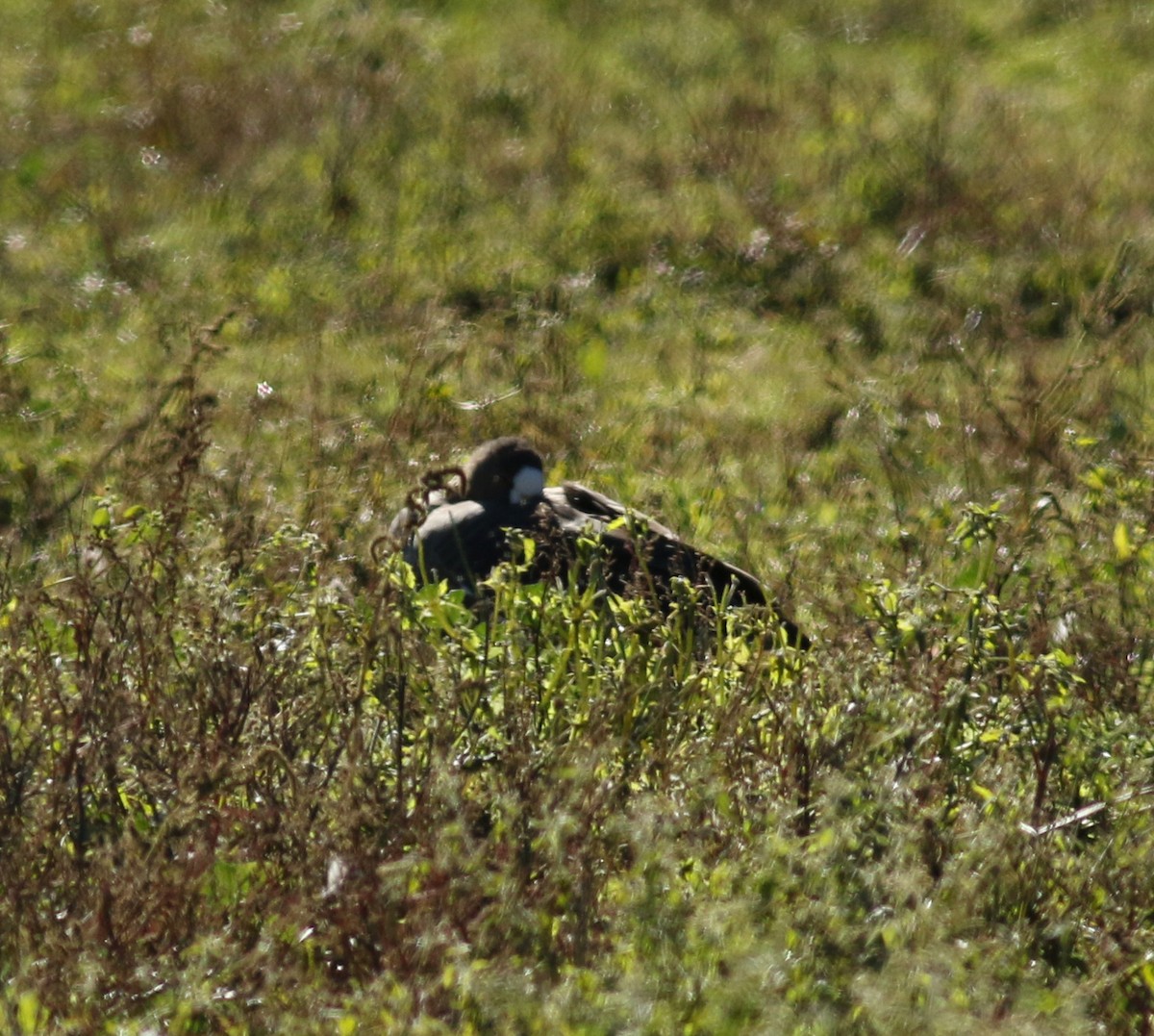 Greater White-fronted Goose (Greenland) - Matthew Eckerson