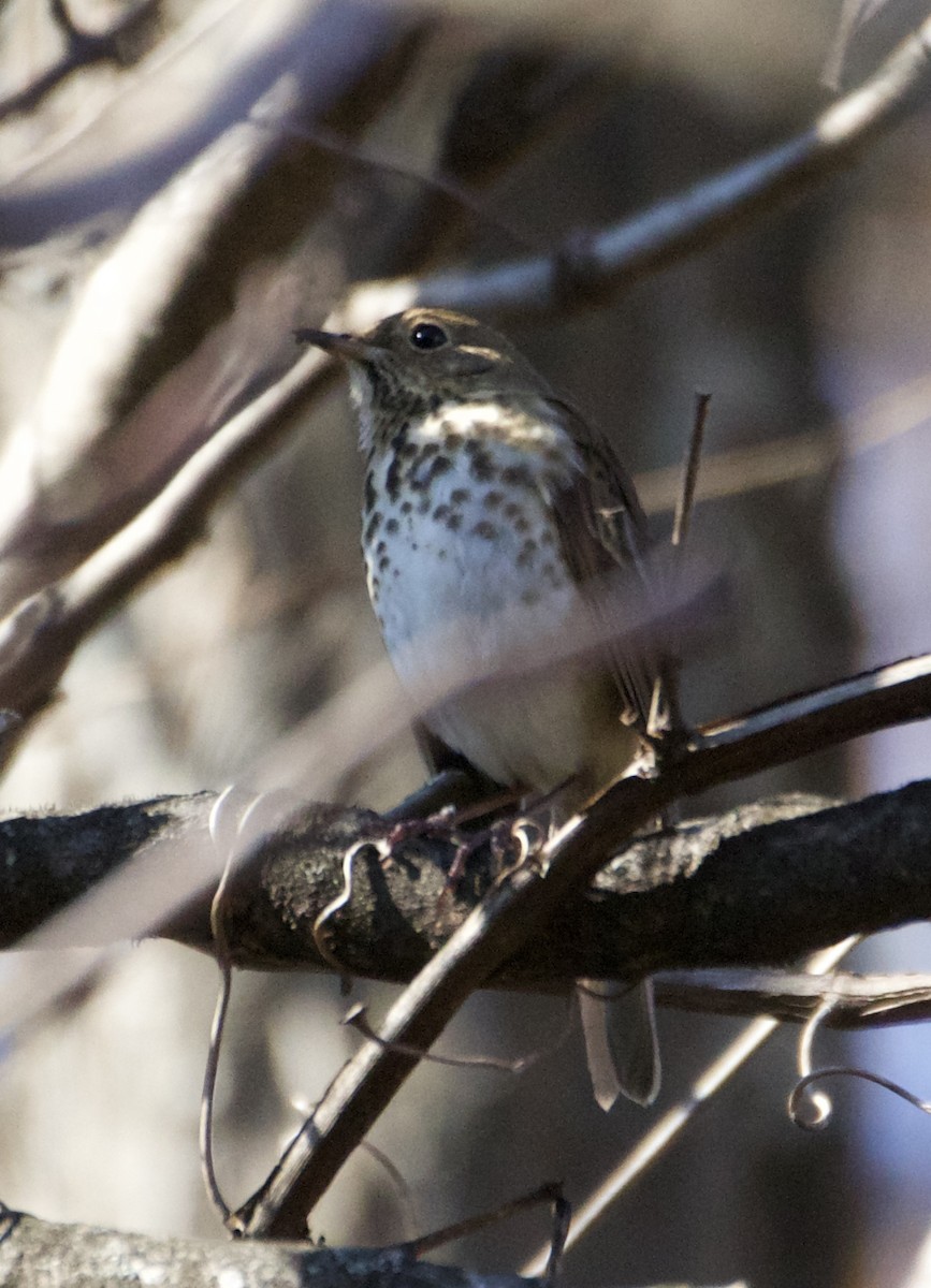 Hermit Thrush - ML387843971