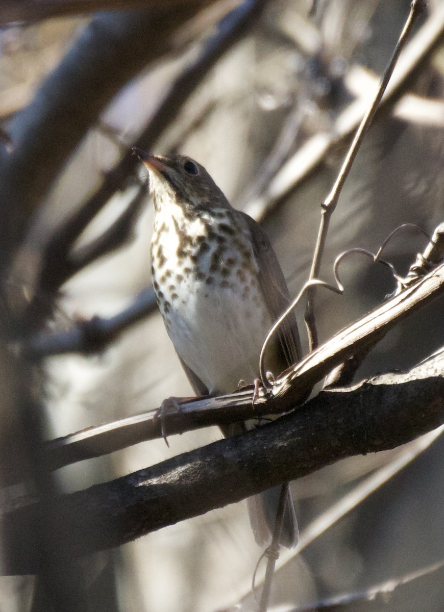 Hermit Thrush - Kelly Krechmer