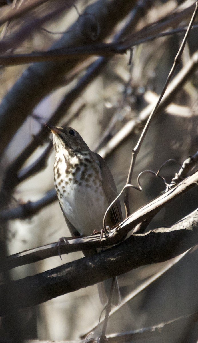 Hermit Thrush - ML387843991