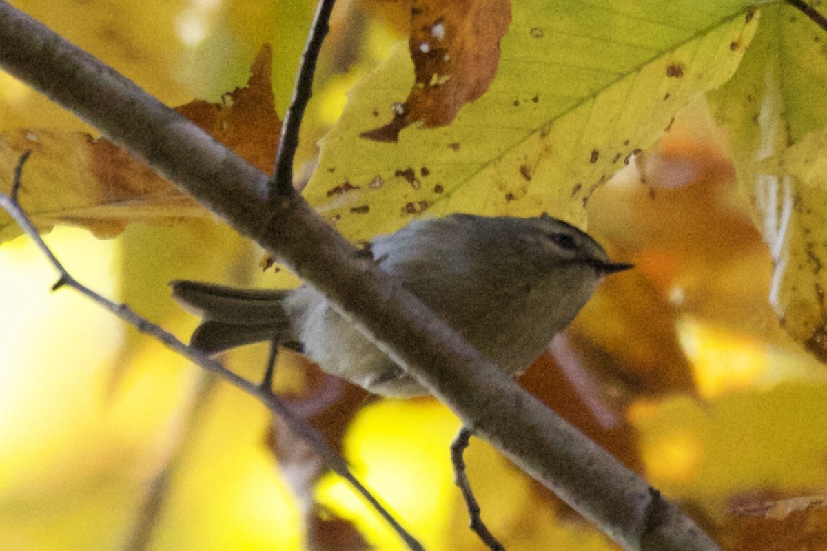 Roitelet à couronne dorée - ML387844031