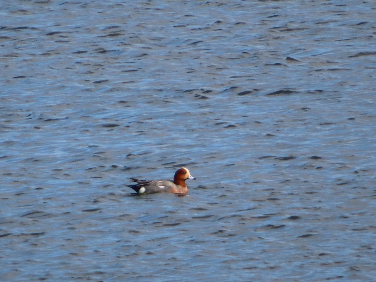 Eurasian Wigeon - ML387844441