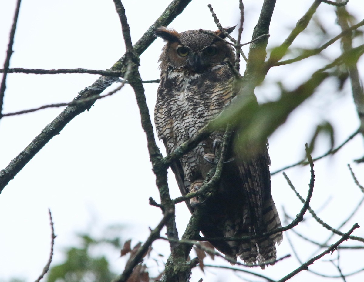 Great Horned Owl - ML387846111