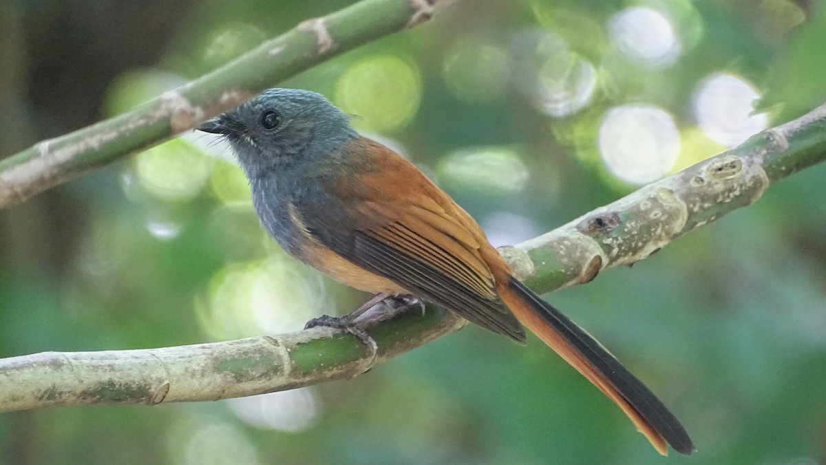 Rhipidure à tête bleue - ML387846681