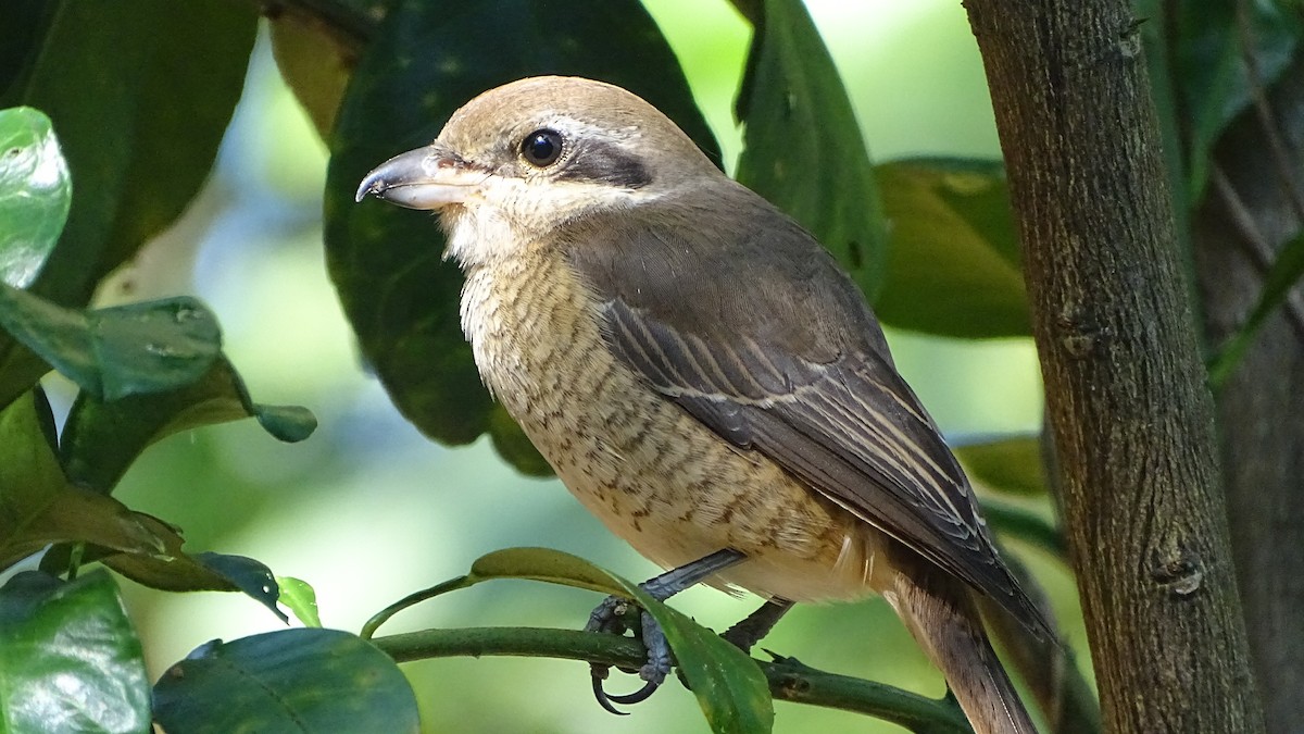 Pie-grièche brune - ML387846781