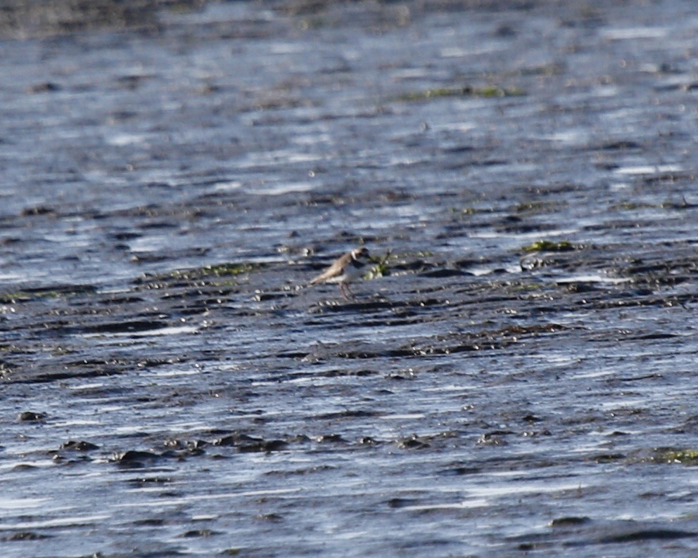 Semipalmated Plover - ML387846871
