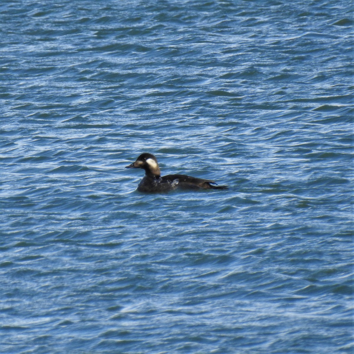 White-winged Scoter - Chipper Phillips