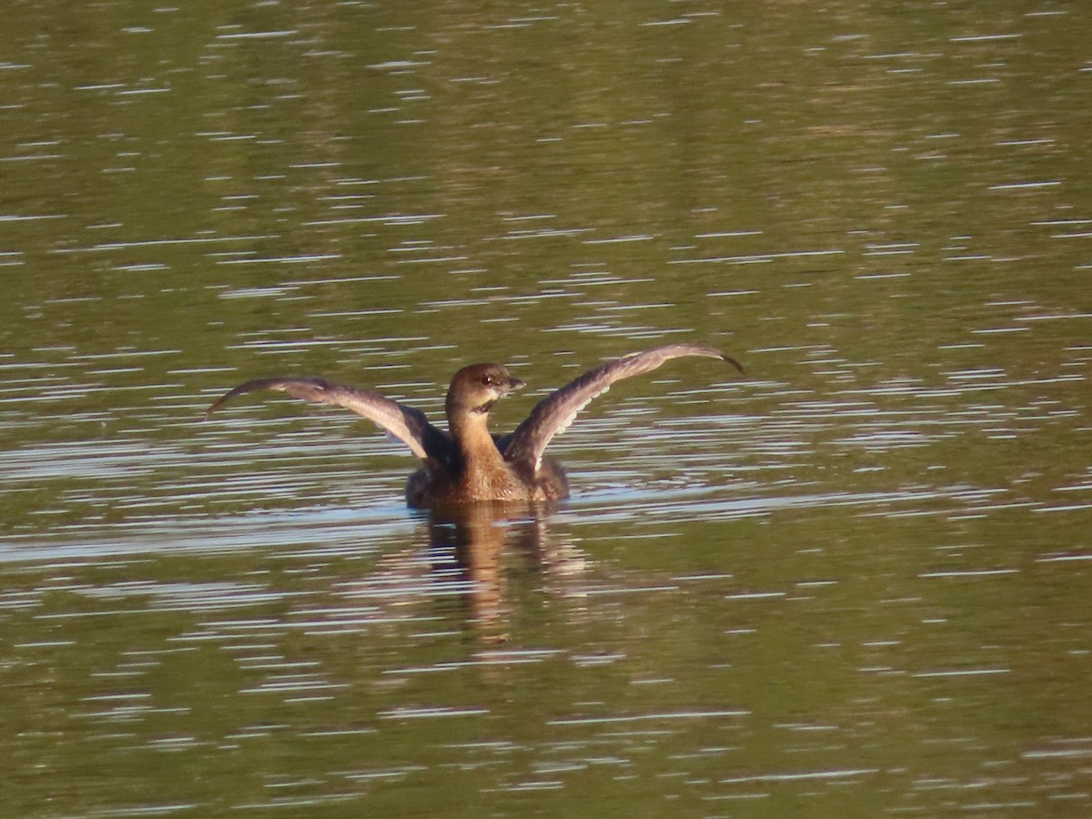 Pied-billed Grebe - ML387848401