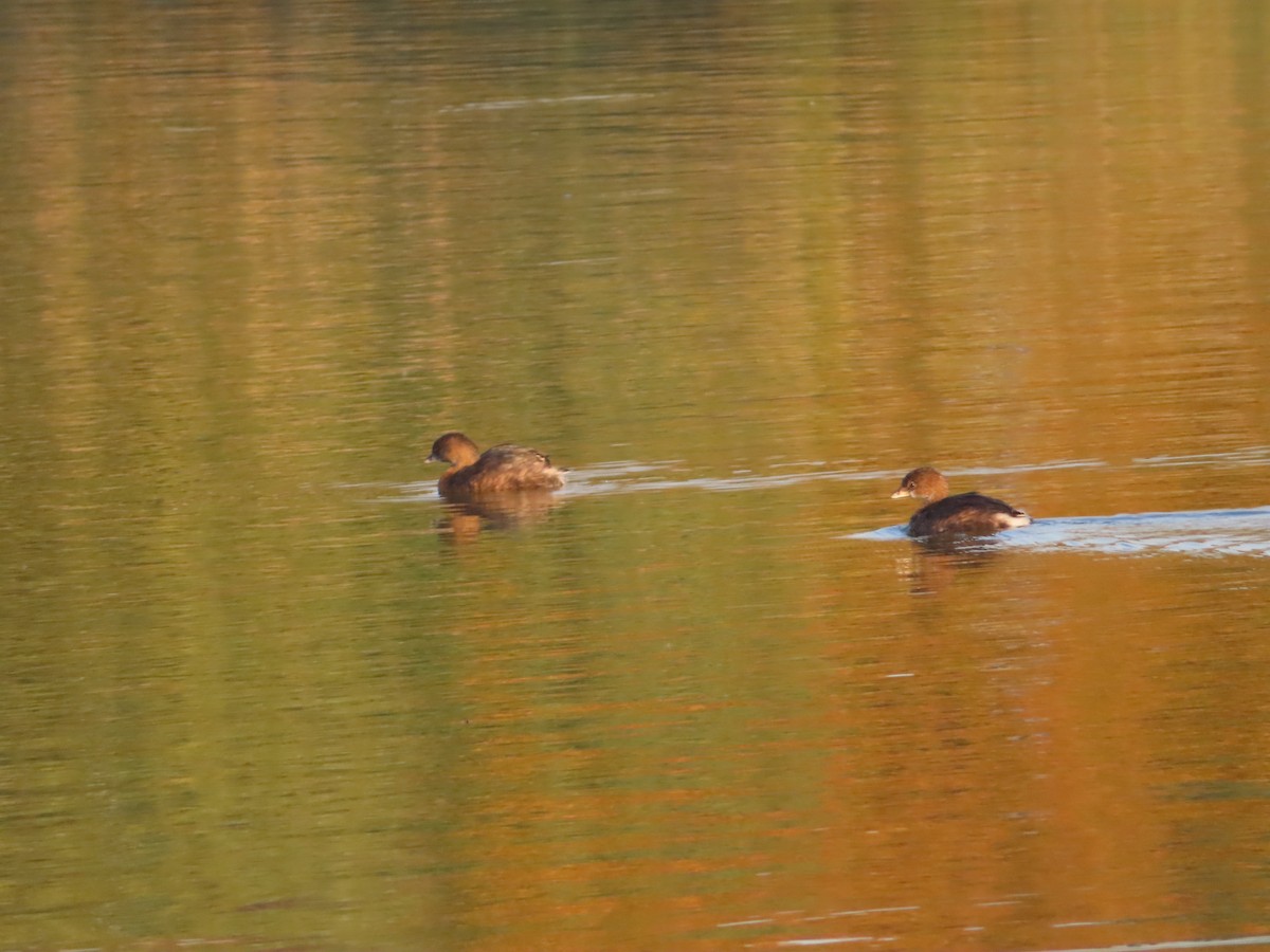 Pied-billed Grebe - ML387848461