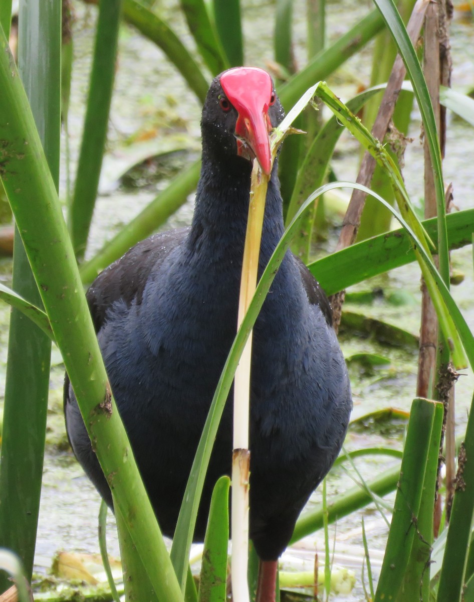 Australasian Swamphen - ML387851181