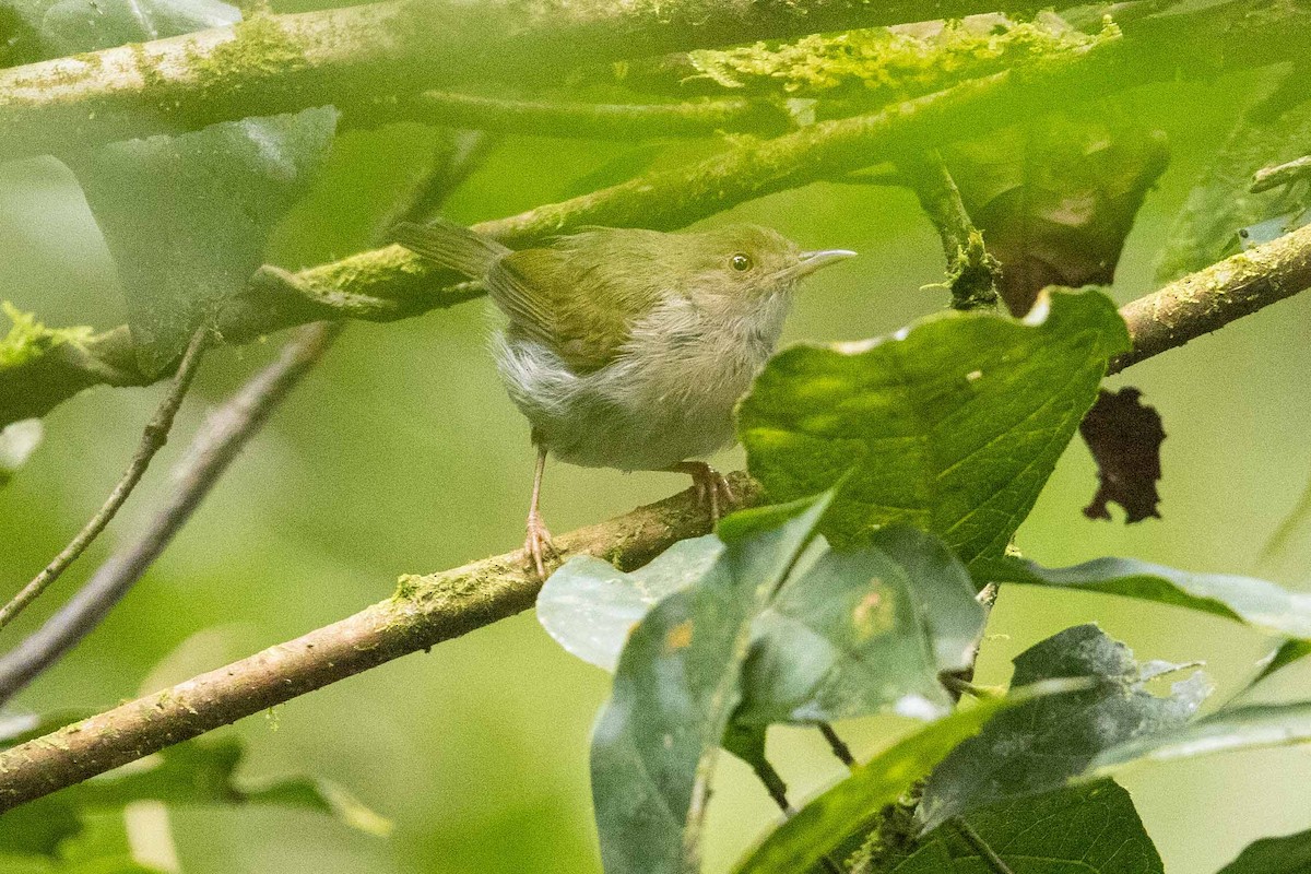 Olive-green Camaroptera - ML387853661