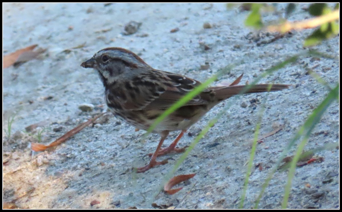 Song Sparrow - ML387854911