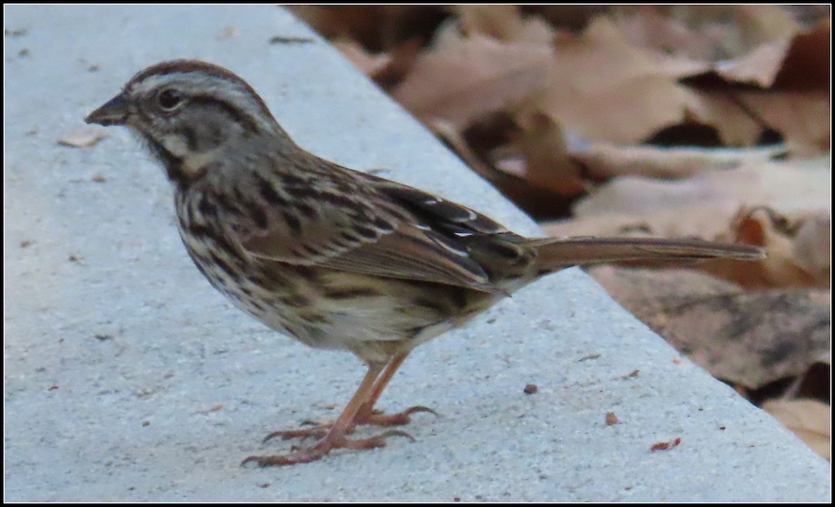 Song Sparrow - ML387854951