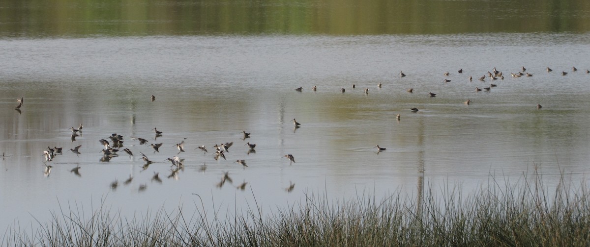 Common Snipe - Paulo Alves