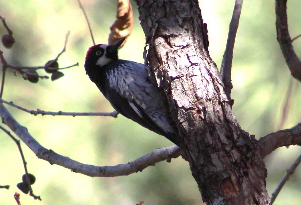 Acorn Woodpecker (Acorn) - ML387855631