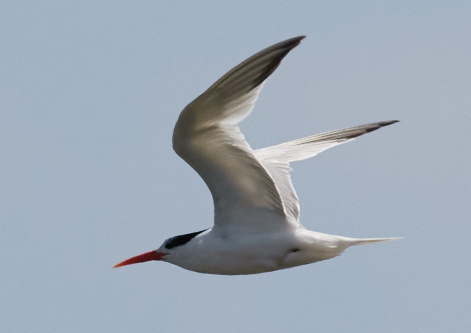 Elegant Tern - ML38785591